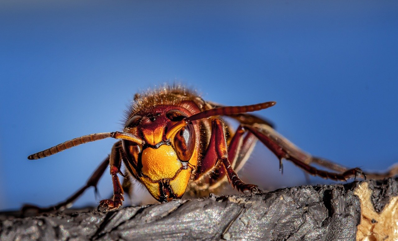 Best pest control services in lucknow