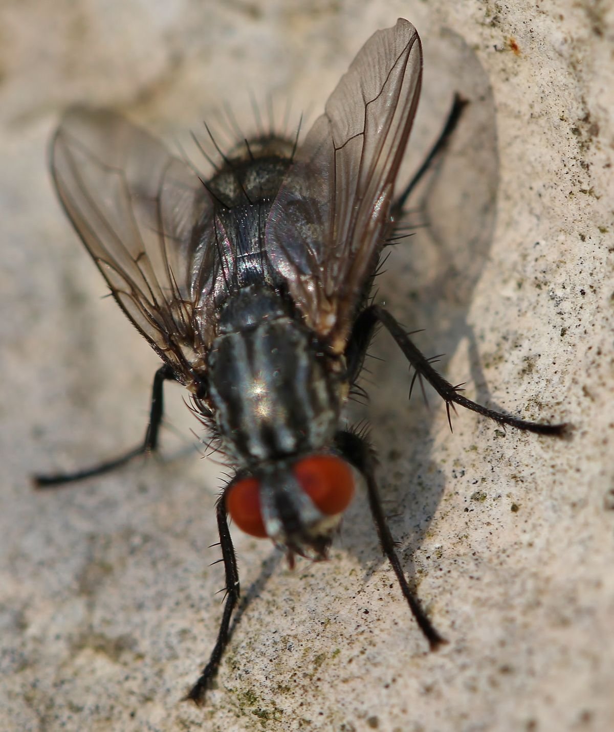Fly control in lucknow