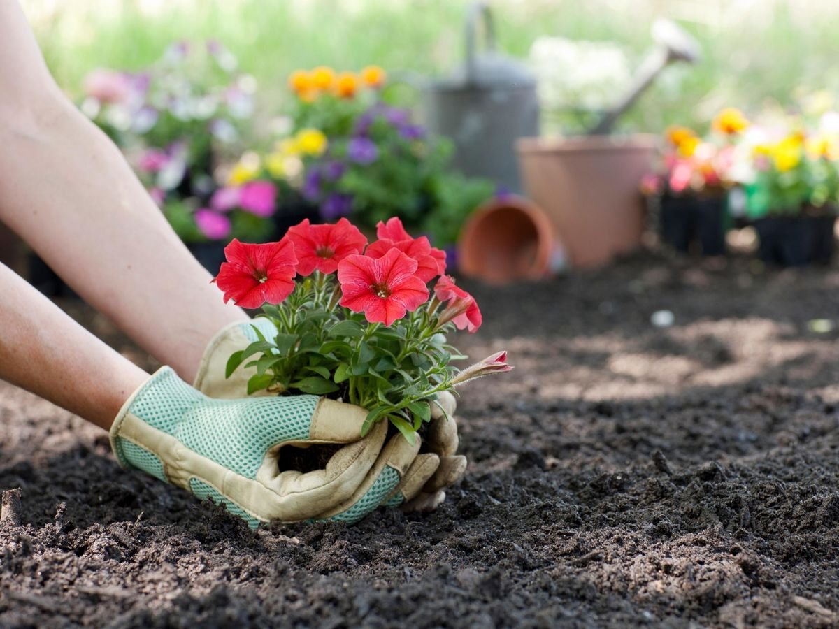 Garden Maali Service in Hoshiarpur