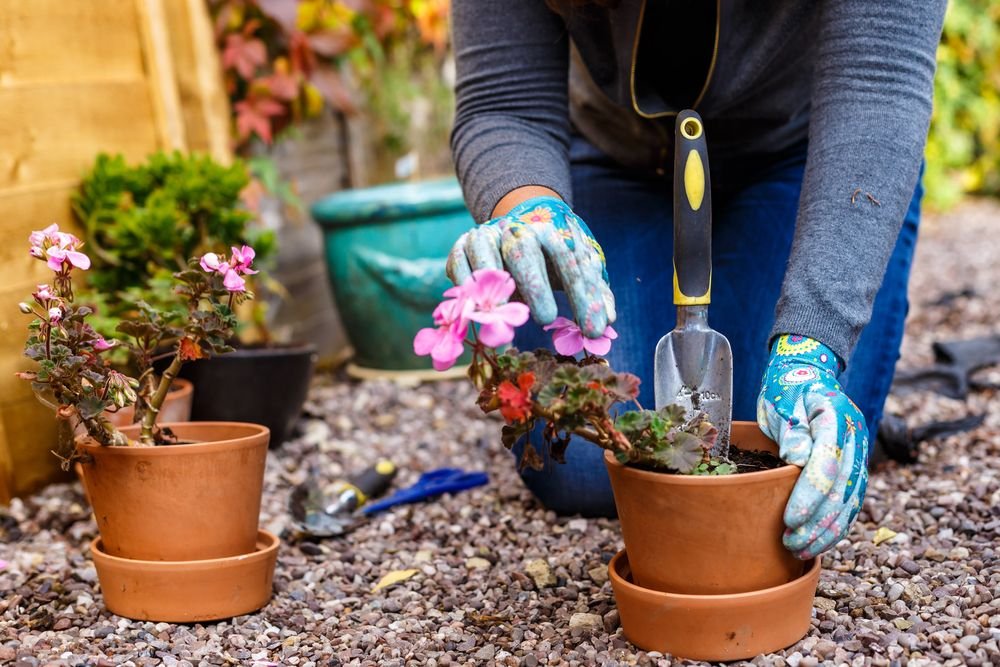 Garden Maali Service in Hoshiarpur​