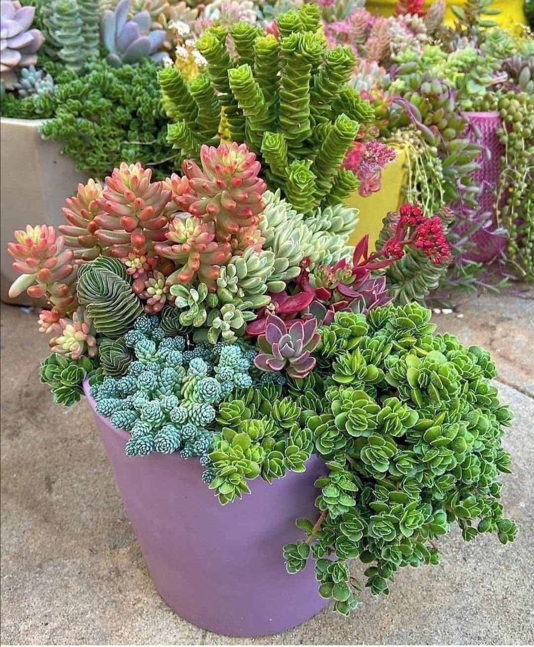 Garden service in panjab