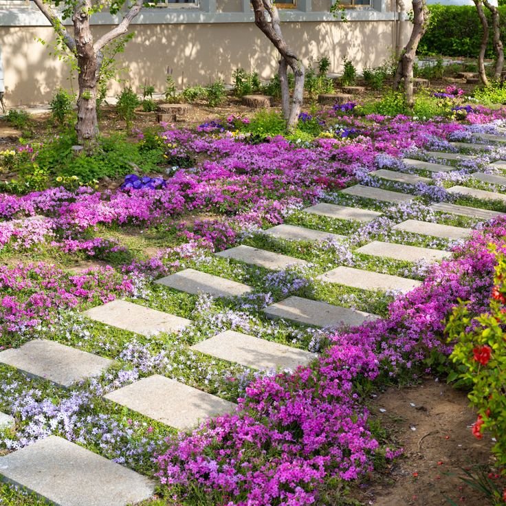 panjab malli panjab malli