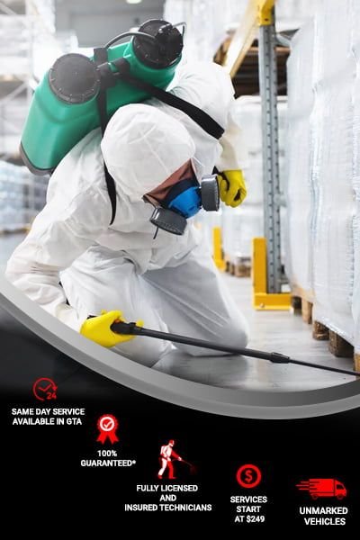 termite control in lucknow