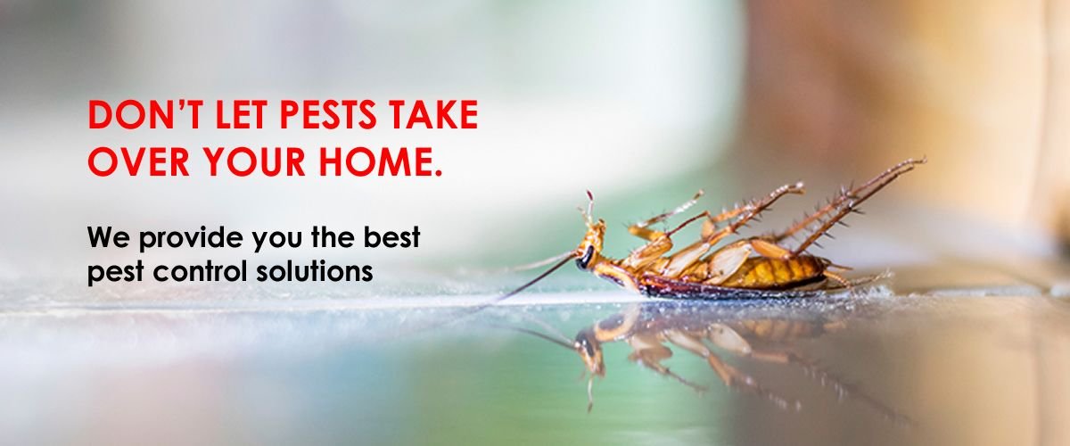 Termite Control in Lucknow